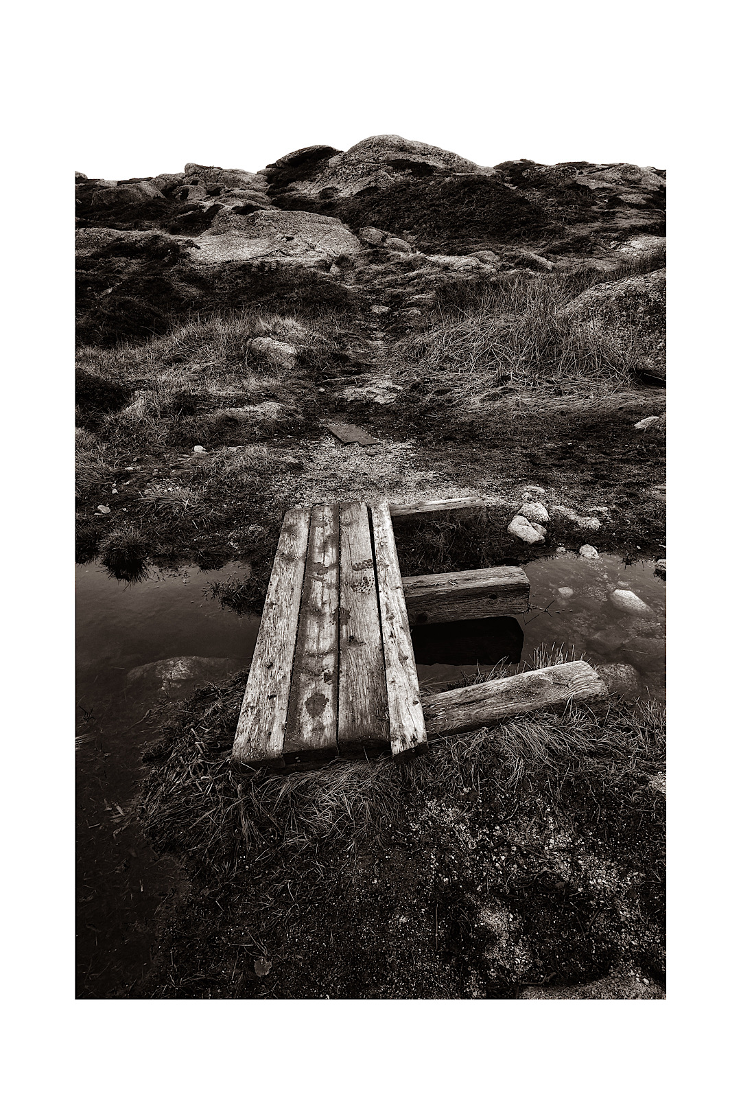 Terry Bell photographs, journal of wild culture, ©2020