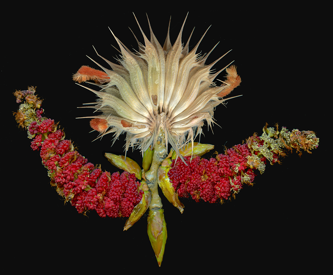FirstPoplarS_Rick Simon, journal of wild culture ©2021