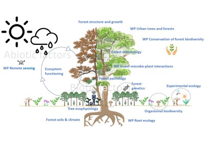 Forests, key to your survival_journal of wild culture_2025