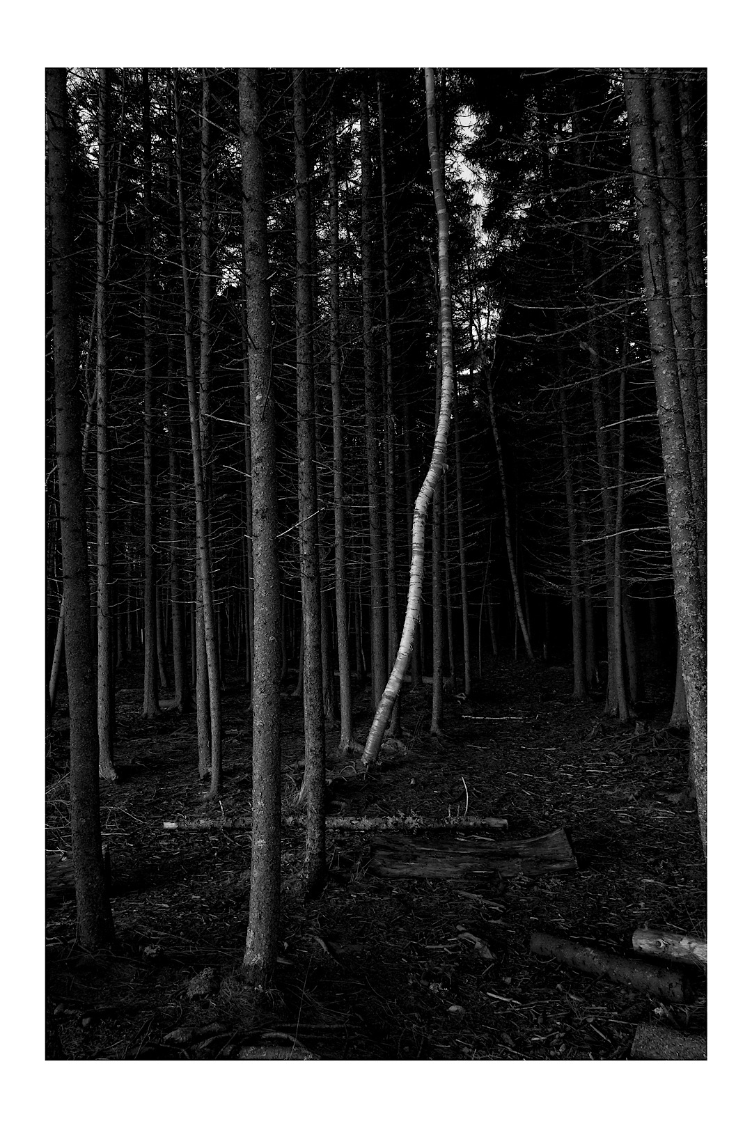 Terry Bell photographs, journal of wild culture, ©2020