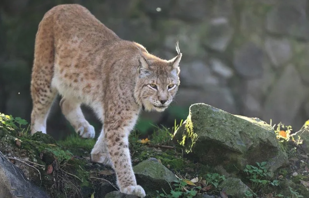 Balkan Lynx_, journal of wild culture ©2022.jpg