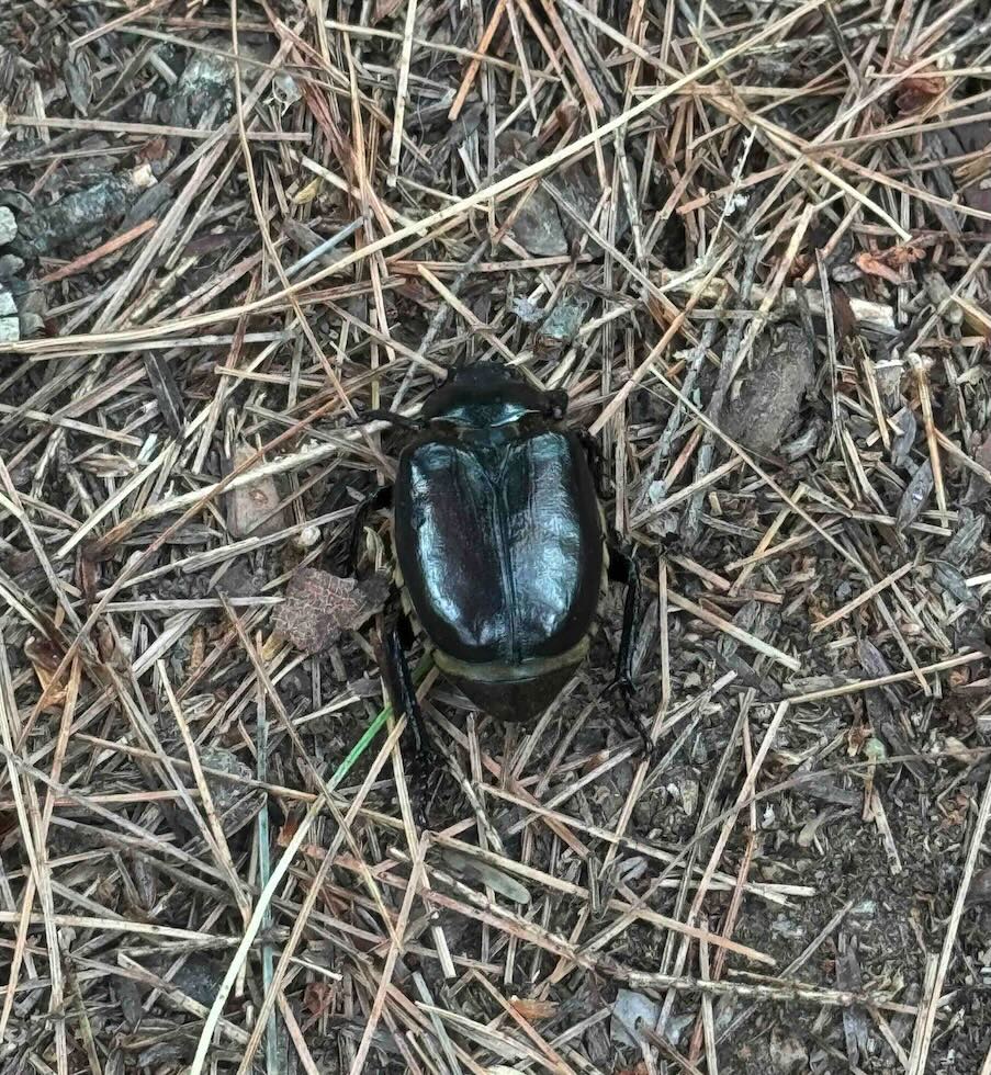Beetle on dirt, by Whitney Smith