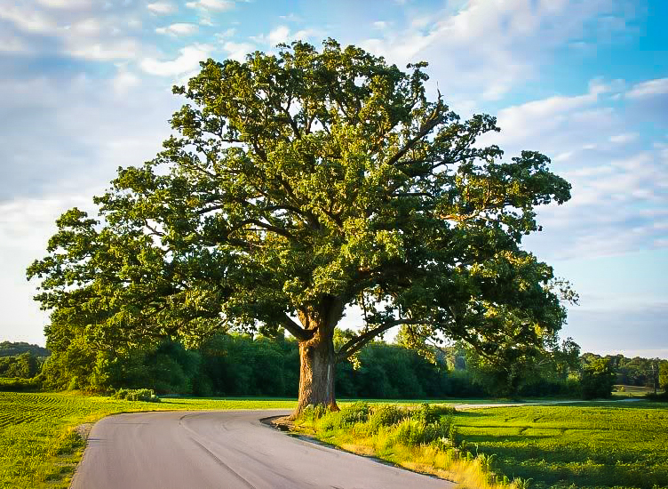Bur oak, journal of wild culture, ©2020