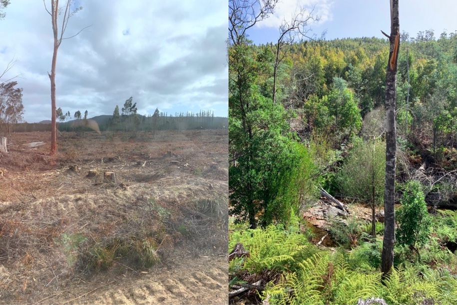 Repairing damaged landscapes_wildculture.com