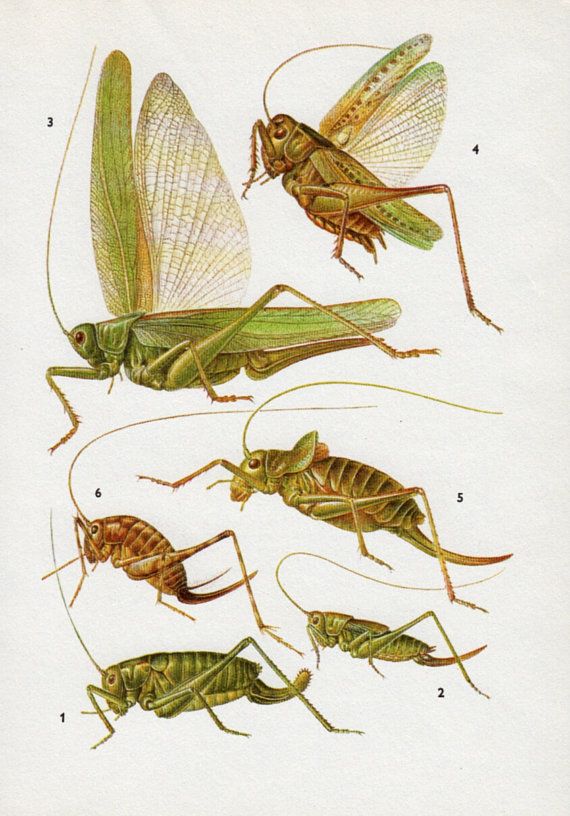 Engraving cricket insect, journal of wild culture ©2021