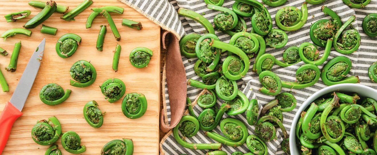  Fiddlehead ferns_journal of wild culture