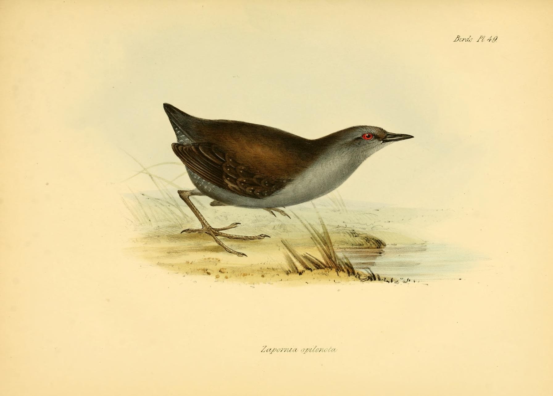 Return of the Galapagos rail_Darwin voyage_wildculture.com