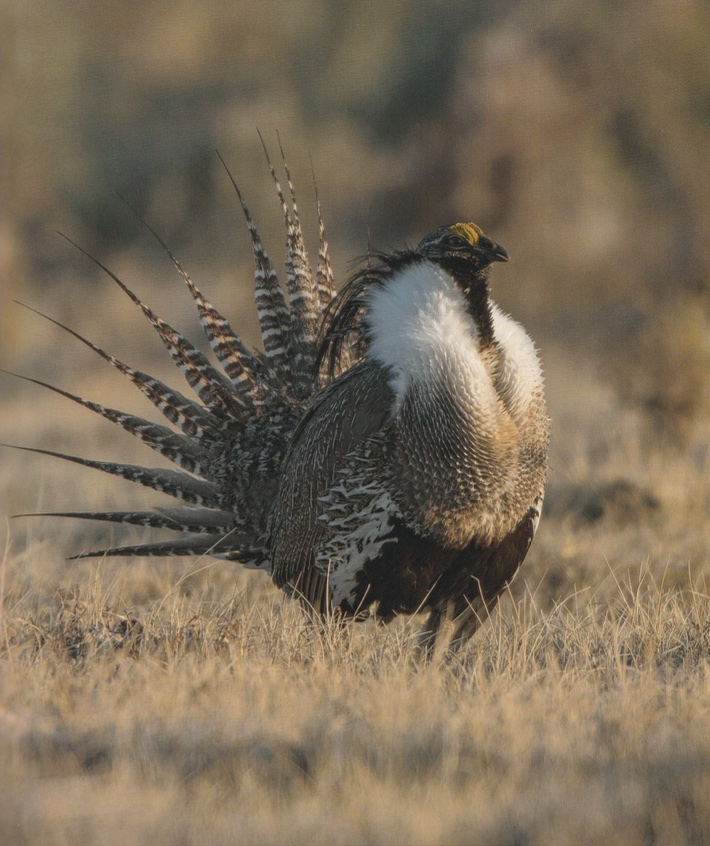 Gunnison Sage Grouse_Birds of North America