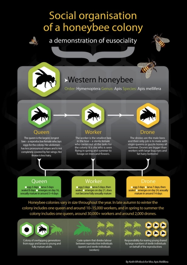 Honey bee social evolution_journal of wild culture 2025©