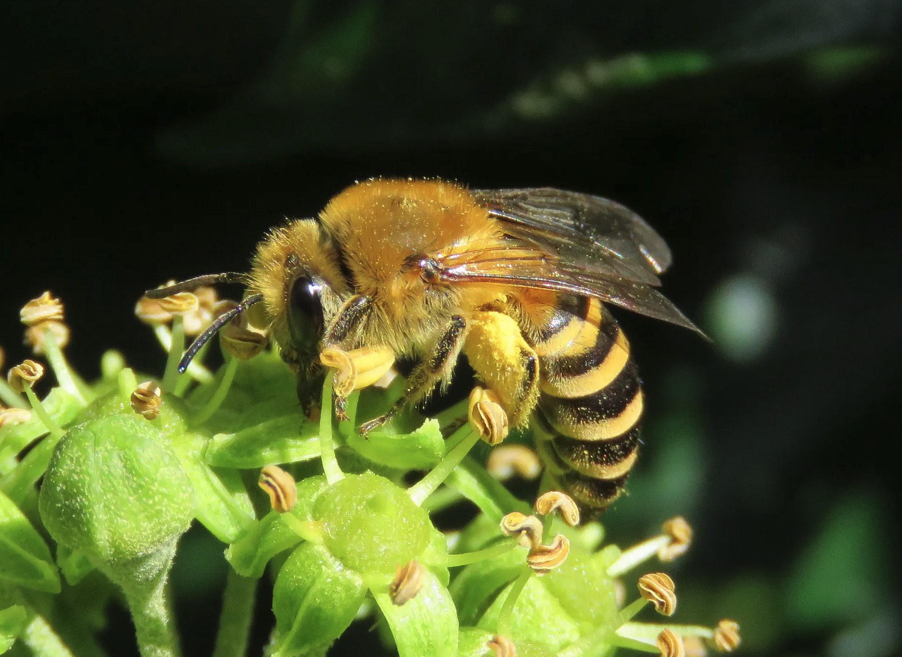 Ivy Bee on ivy, by Steven Falk, journal of wild culture ©2021