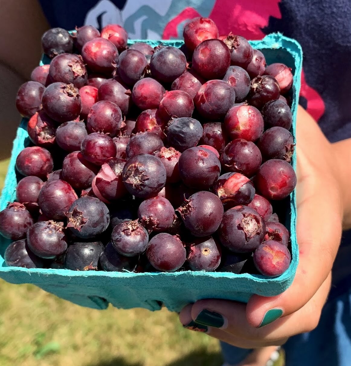 Juneberries_journal of wild culture