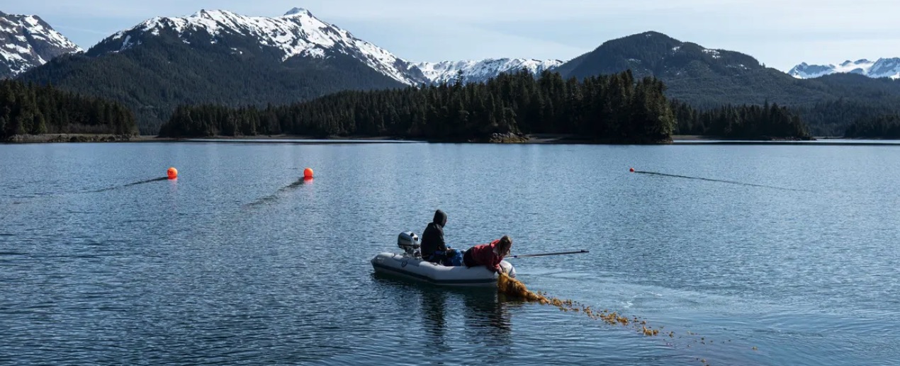 Kelp farming in Alaska, Nature Conservancy