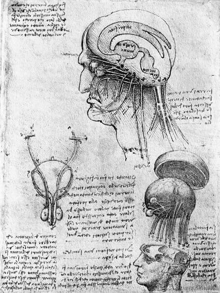 Leonardo-4-complete-brain-news-2019.jpg