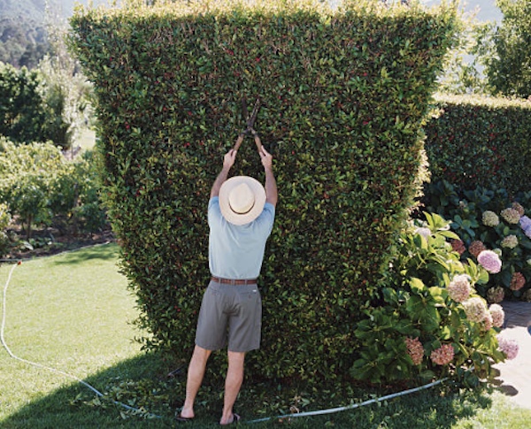 Man trimming hedge, journal of wild culture