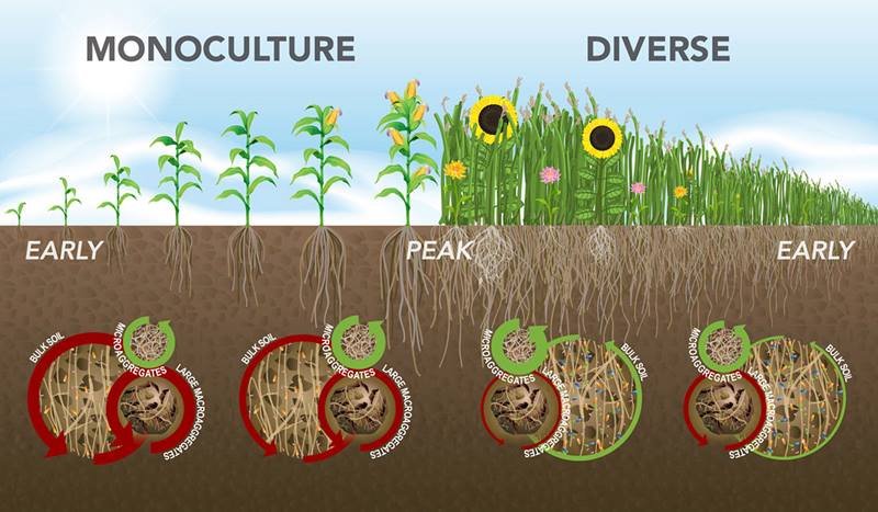 Microbial-diversity, journal of wild culture ©2021