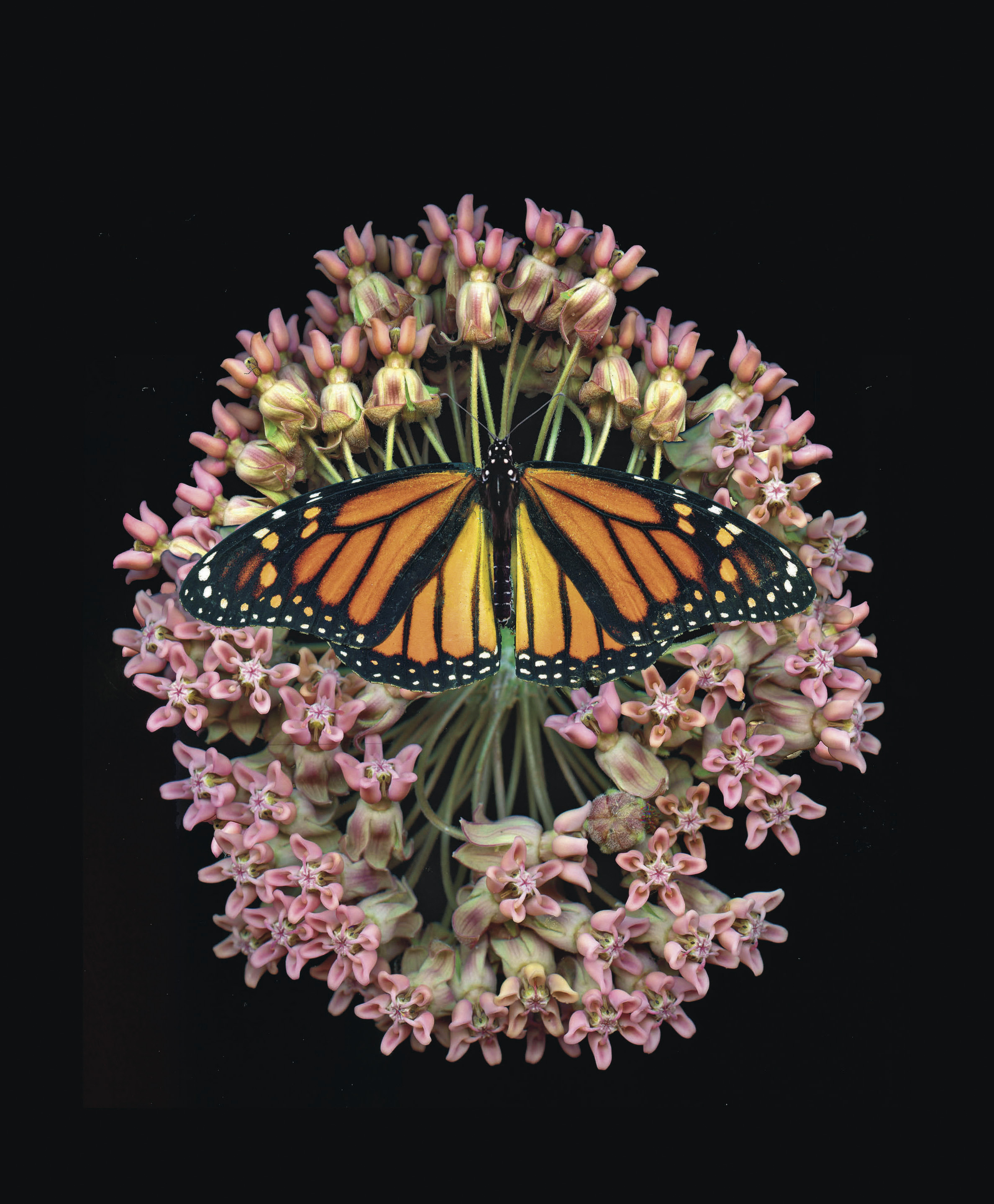 Milkweed, Rick Simon, journal of wild culture, ©2019