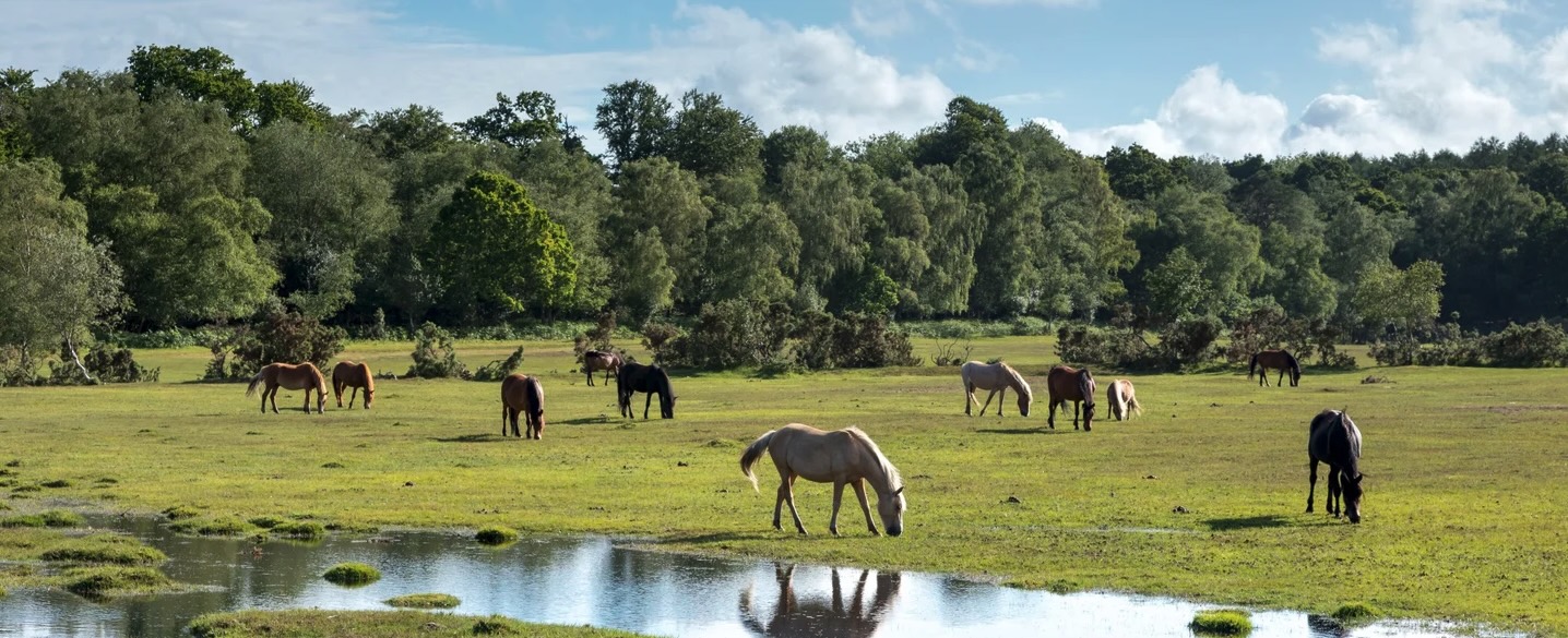 Horses in a field; on the commons_journal of wild culture©2025