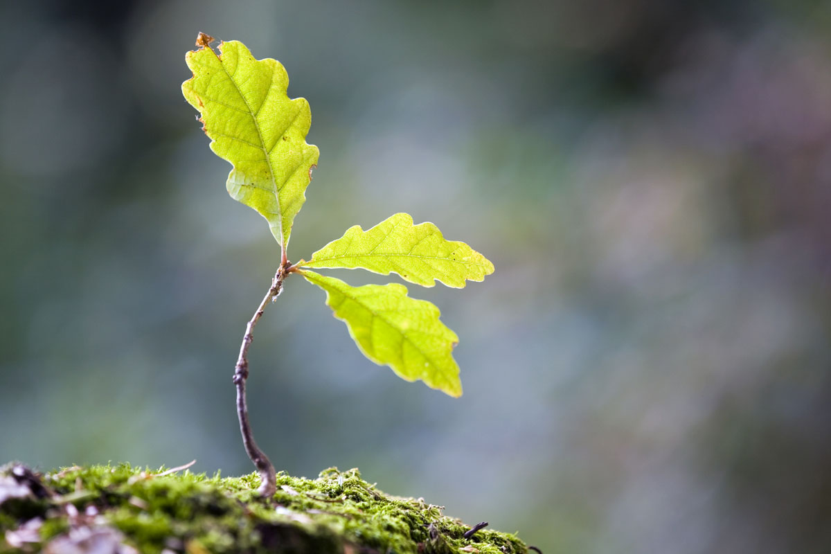 Oak sapling, journal of wild culture, ©2020