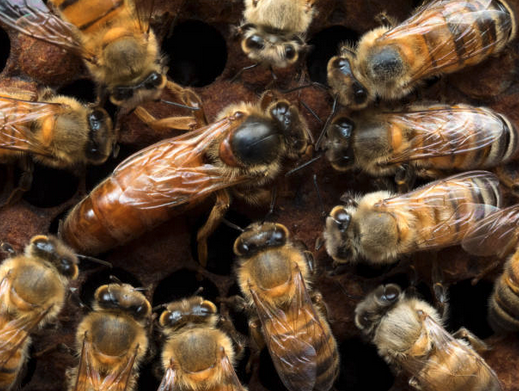Queen bee and court_journal of wild culture