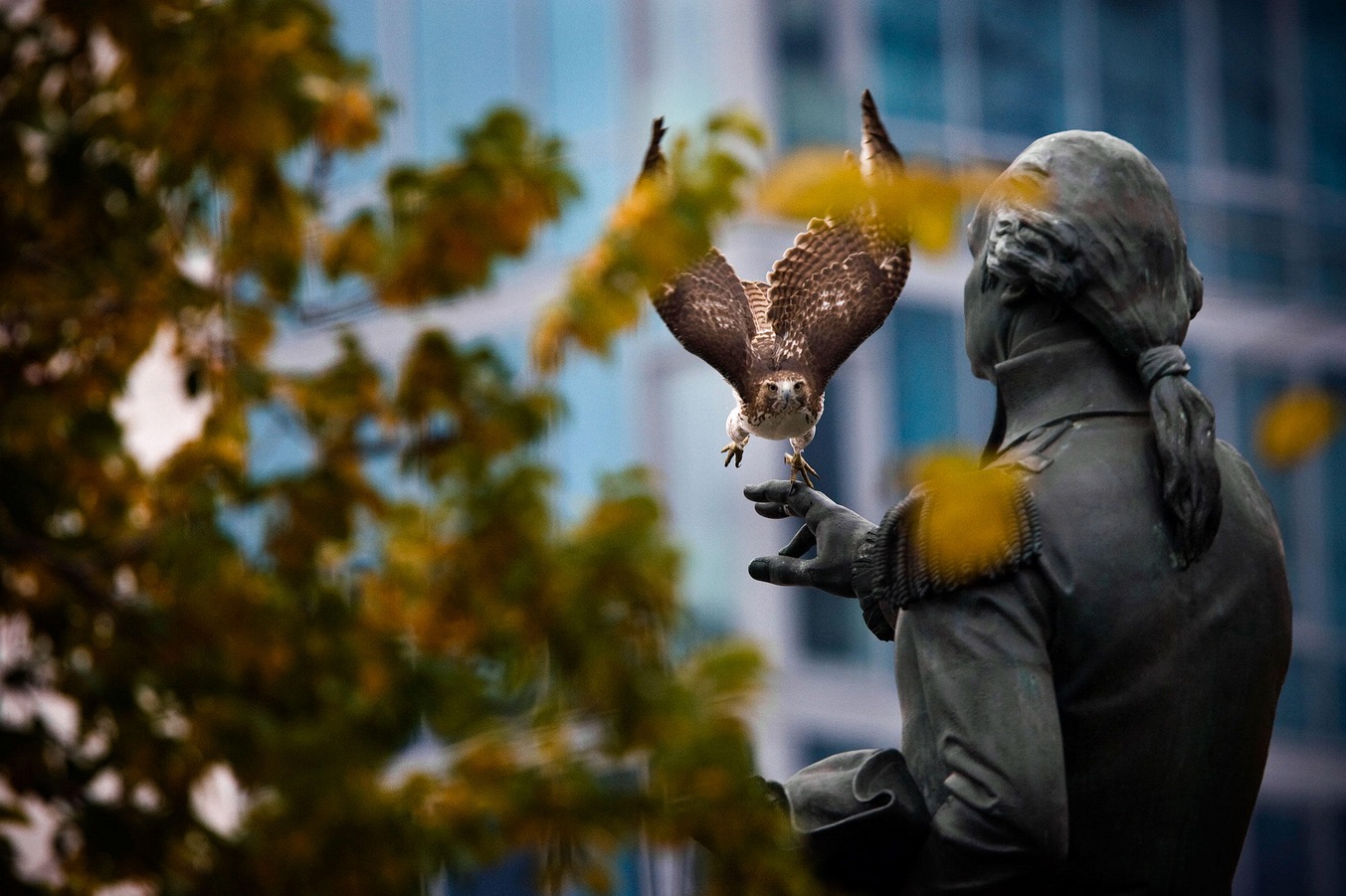Red-tailed hawk, Manhattan, journal of wild culture ©2021