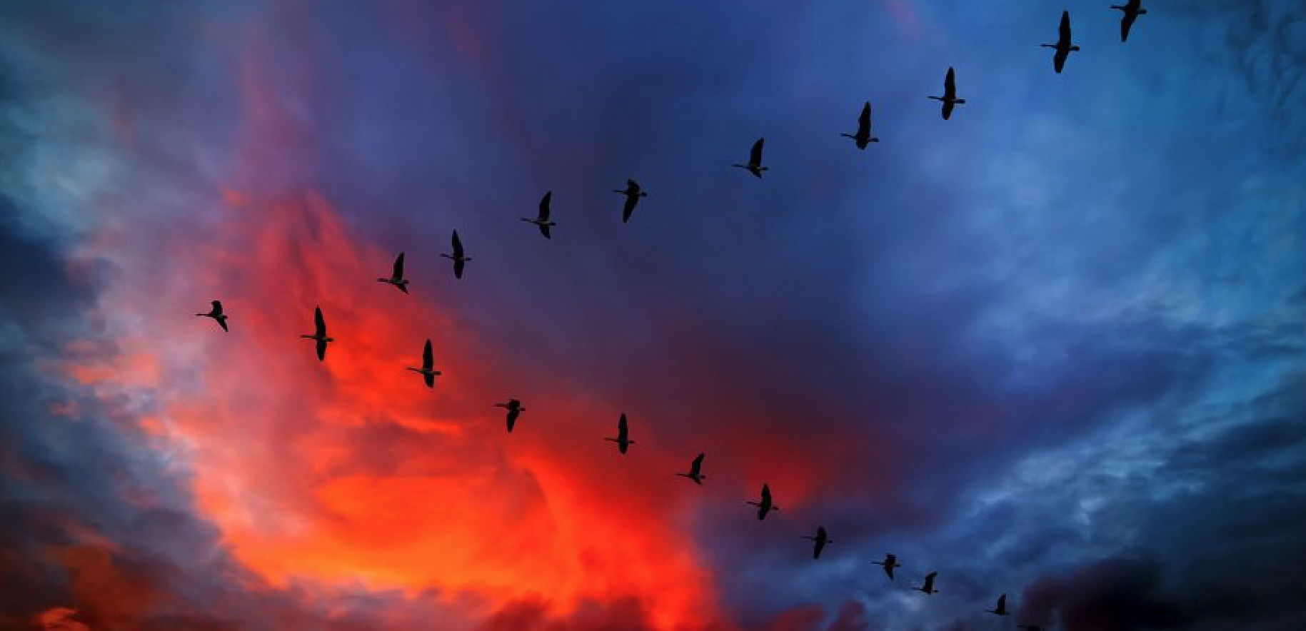 Geese in V-formation, journal of wild culture ©2021 