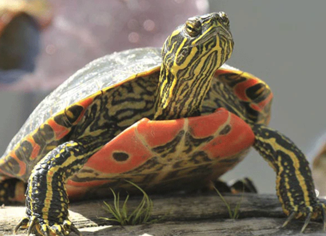 Painted Turtle, journal of wild culture ©2021