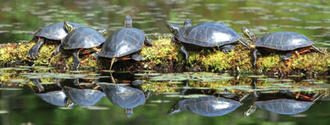 Turtle Pond, journal of wild culture ©2021