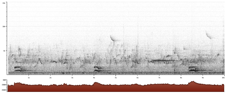 Raven, sonogram, journal of wild culture ©2022