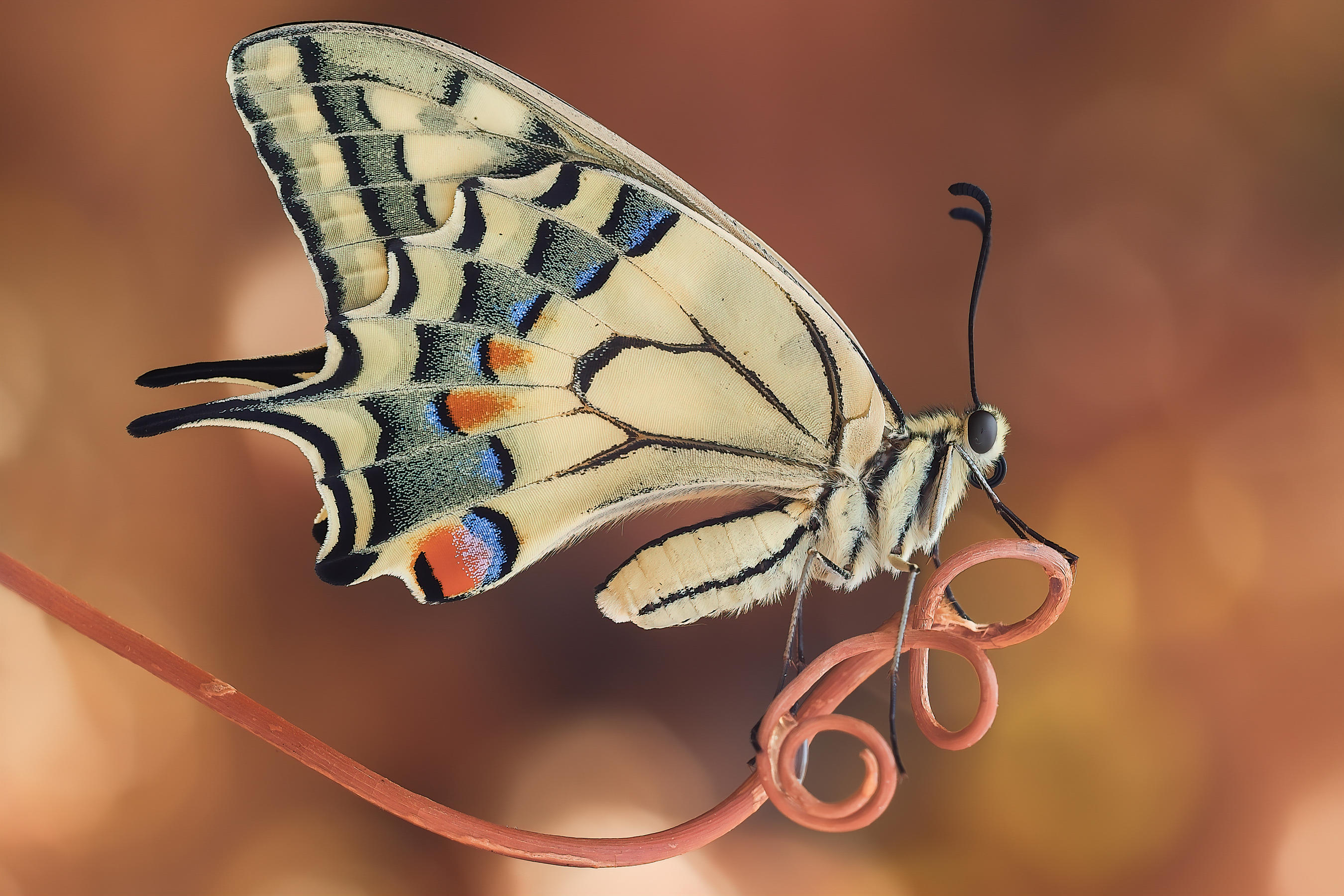 Old World Swallowtail, by Sara Jazbar, journal of wild culture ©2020