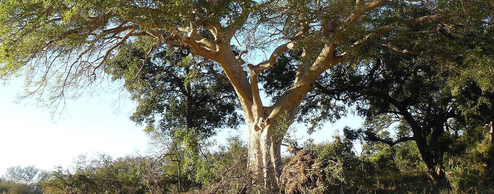 Sycamore tree, journal of wild culture, ©2020