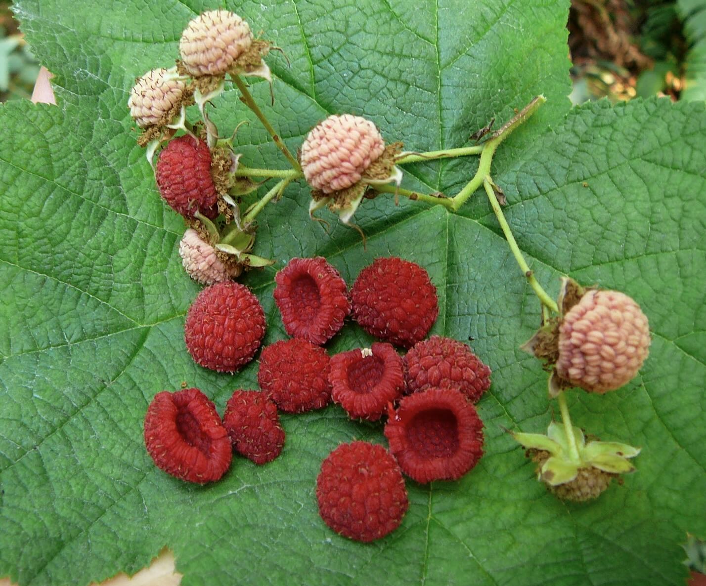 Thimbleberries_Hand to mouth in Northern Minnesota