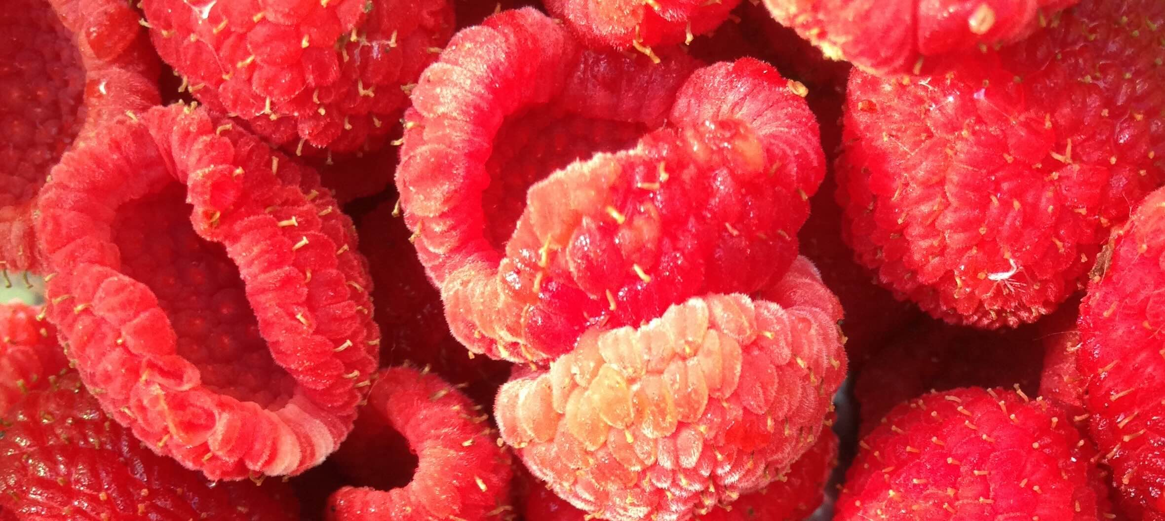 Thimbleberries up close_journal of wild culture