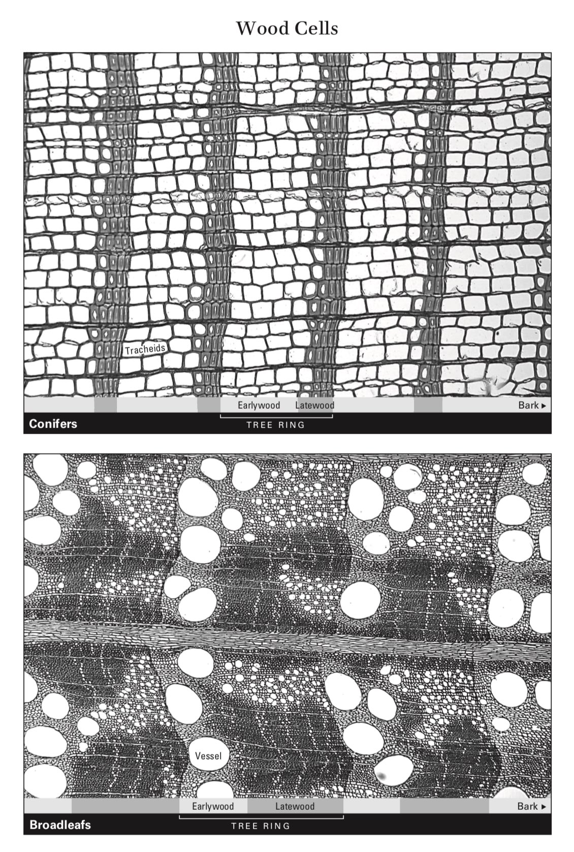 Tree ring sample, Valerie Trouet, journal of wild culture, ©2020