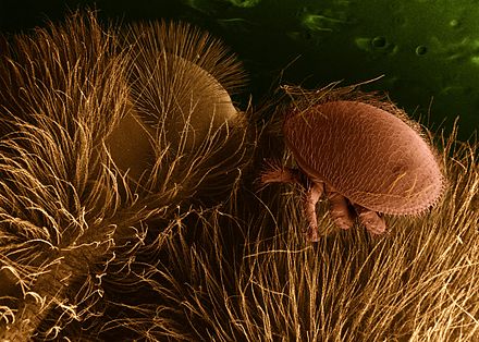 Varroa_destructor_on_honeybee_host, journal of wild culture