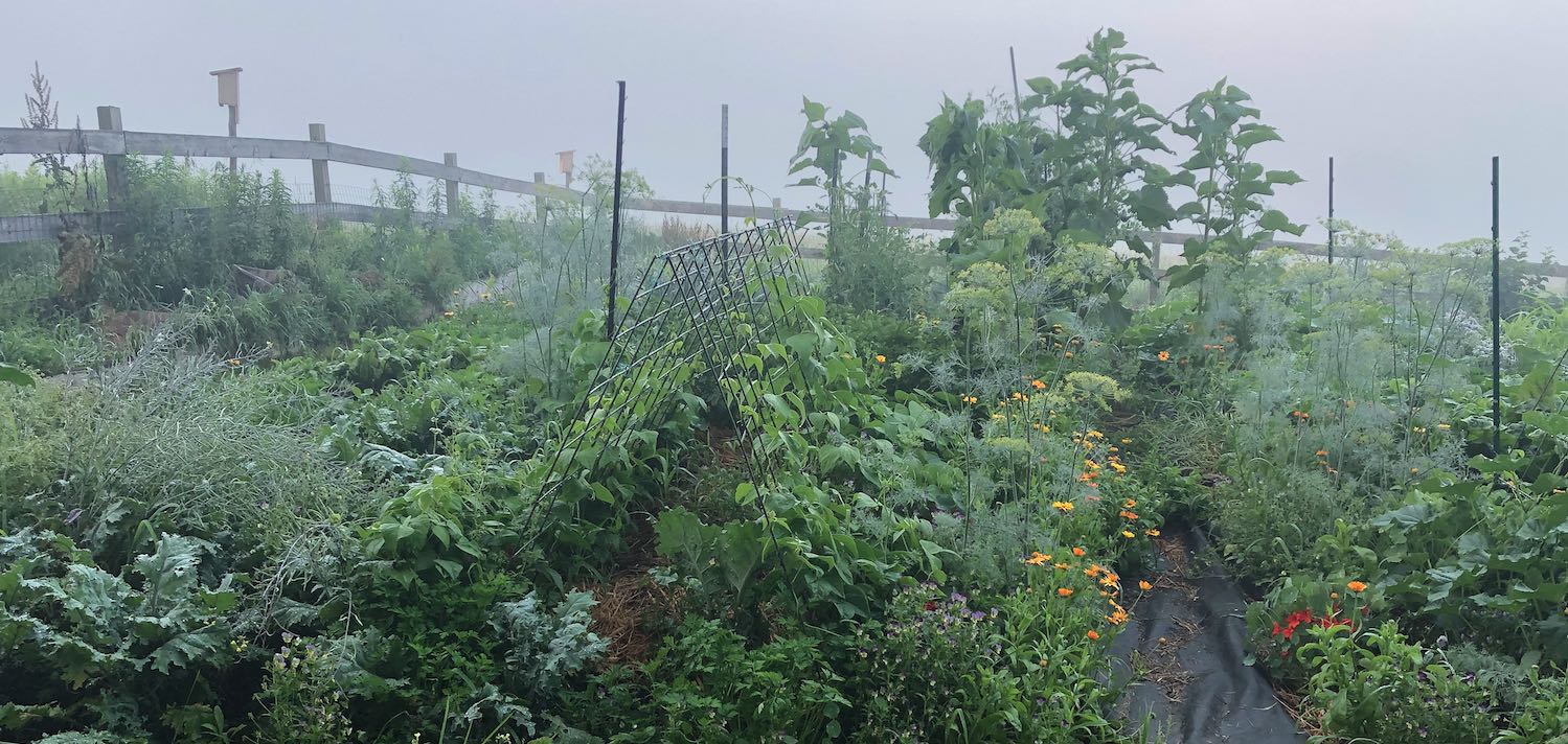 Vegetable garden, journal of wild culture