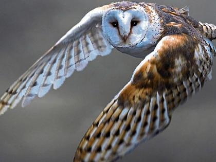 barn owl flying, journal of wild culture ©2021.jpg