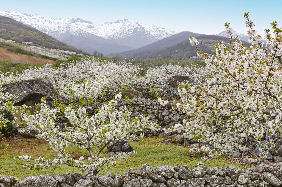 cherry-blossom-in-jerte-valley-caceres-spring