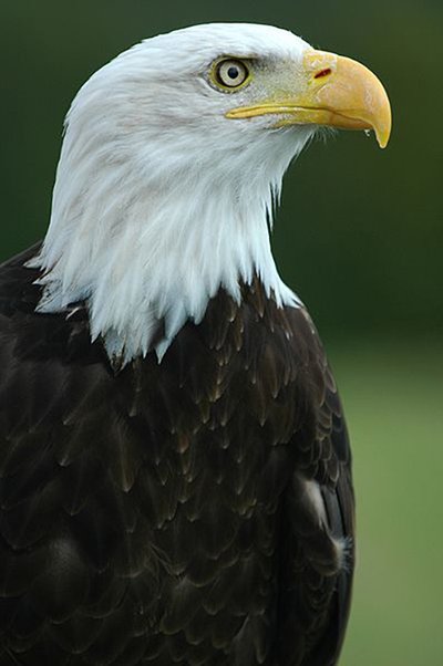 american bald eagle, journal of wild culture, ©2019