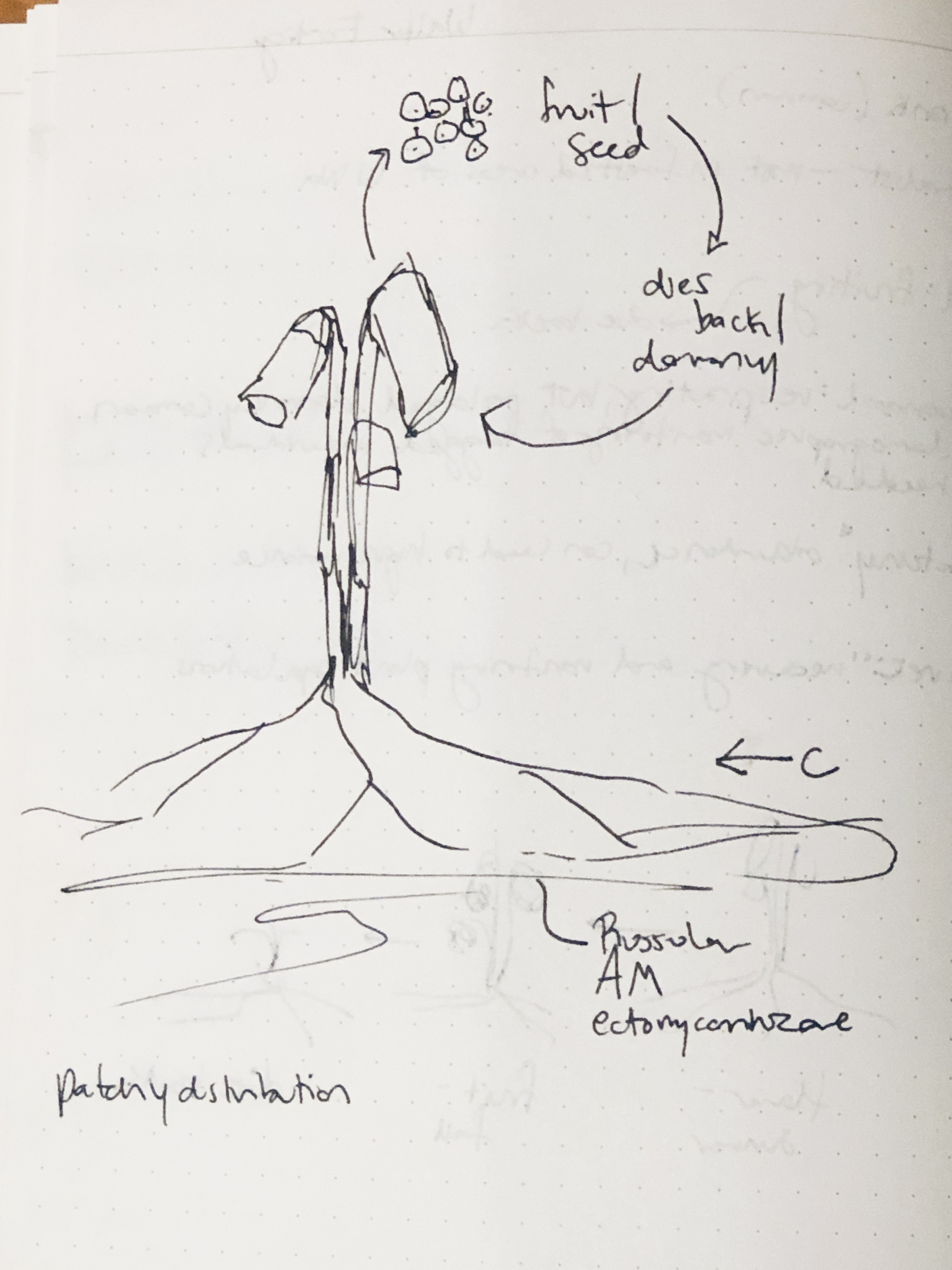 ghost pipe - drawing, Renee Davis, journal of wild culture