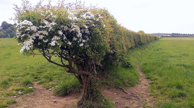 hedgerow, journal of wild culture ©2022