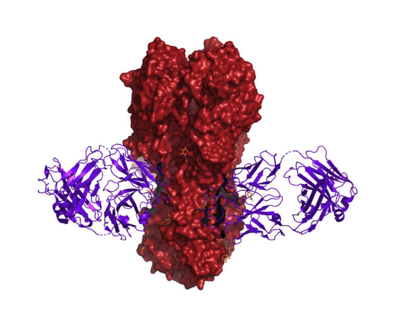 influenza hemagglutinin, journal of wild culture ©2020