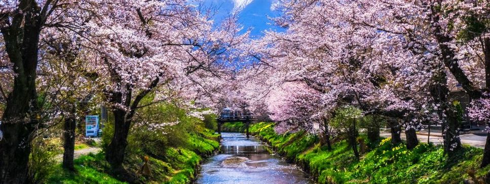japanese-cherry-blossom-with-mt-fuji-at-omiya-royalty-free-image-951794886-1553620519.jpg