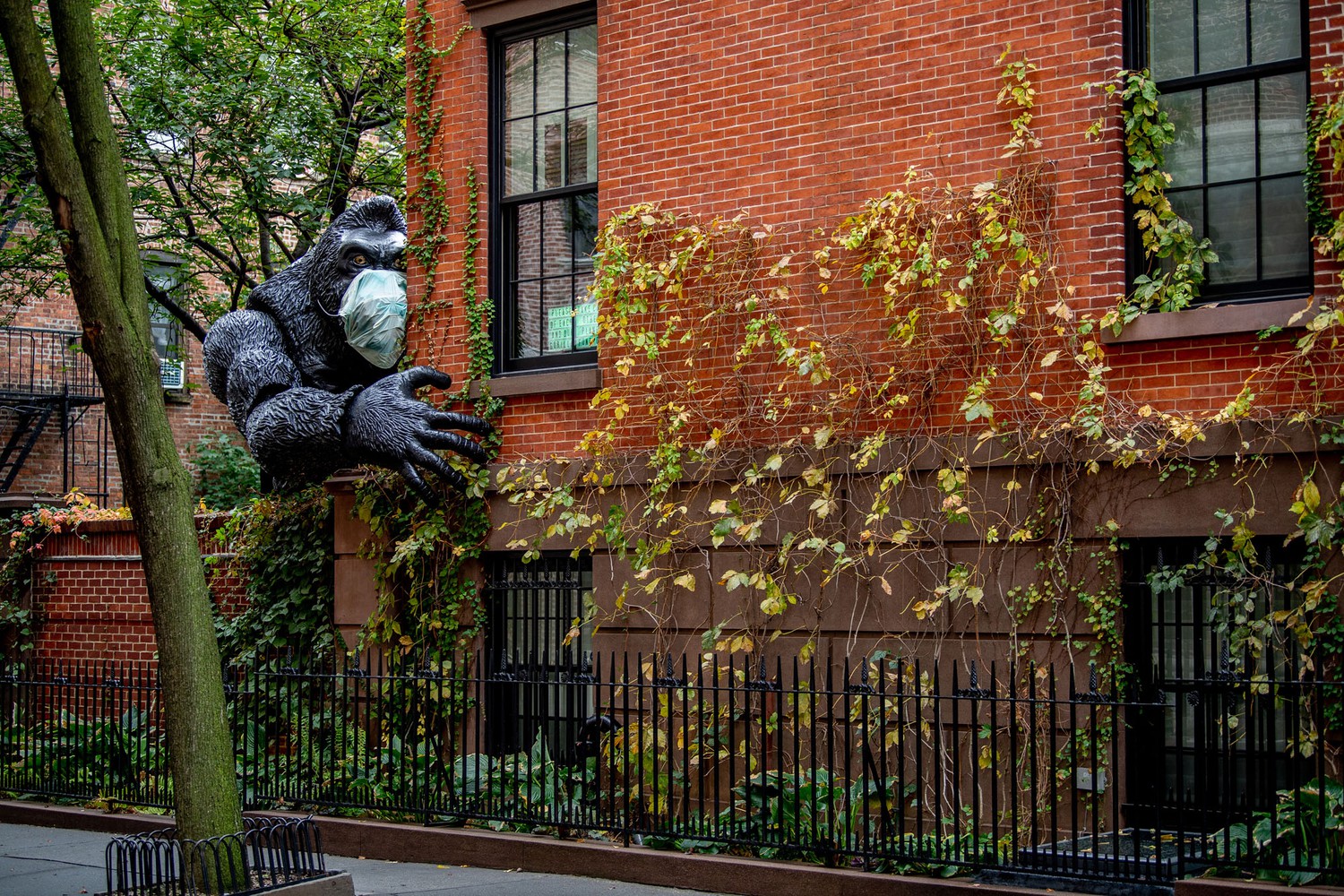 Gorilla with Covid mask, journal of wild culture, ©2020