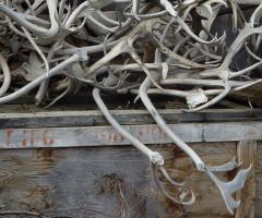 Antler pile, Journal of Wild Culture, ©2017