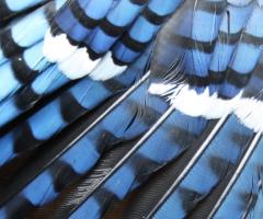 blue jay feathers, journal of wild culture ©2021