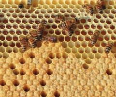  Bee brood, journal of wild culture