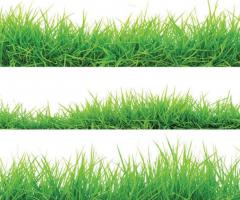In Search of the Perfect Lawn_journal of wild culture