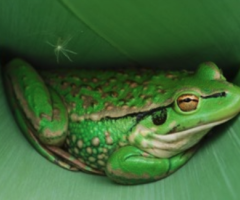  Frog on leaf_journal of wild culture ©2025.png (395.19 KB)