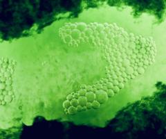 Algae_journal of wild culture