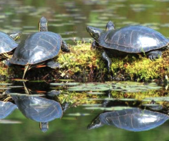 turtle pond